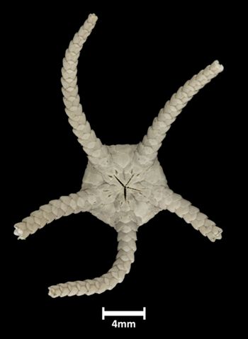 Media type: image;   Invertebrate Zoology OPH-611 Description: Underside view of single ophiuroid specimen with a scale bar.;  Aspect: ventral